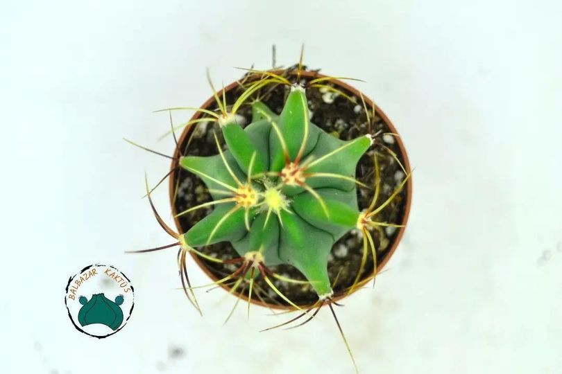 Ferocactus Histrix - Fıçı Kaktüsü Sıra Dışı Formlu Koleksiyonluk Tür