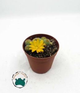 Rebutia Marsoneri Kaktüs - Bol Yavrulu Sarı Turuncu Çiçek Açan Koleksiyonluk Tür