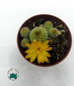 Rebutia Marsoneri Kaktüs - Bol Yavrulu Sarı Turuncu Çiçek Açan Koleksiyonluk Tür