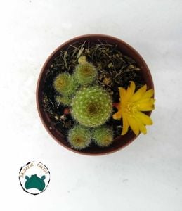 Rebutia Marsoneri Kaktüs - Bol Yavrulu Sarı Turuncu Çiçek Açan Koleksiyonluk Tür