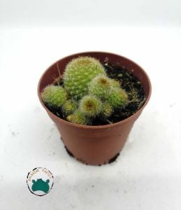 Rebutia Marsoneri Kaktüs - Bol Yavrulu Sarı Turuncu Çiçek Açan Koleksiyonluk Tür