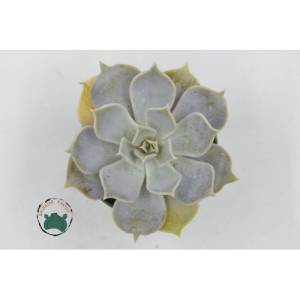 Echeveria Lilacina Ghost Sukulent