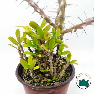 Euphorbia Milii Sukulent- Dikenler Tacı Kırmızı Çiçek Açar (12cmlik saksıda)