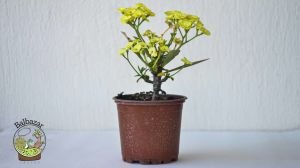 Euphorbia Milii Sukulent- Dikenler Tacı Sarı Çiçek Açar
