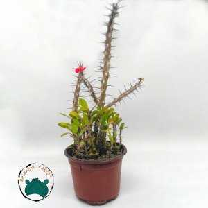 Euphorbia Milii Sukulent- Dikenler Tacı Kırmızı Büyük Boy(12cmlik saksıda)