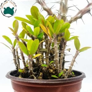 Euphorbia Milii Sukulent- Dikenler Tacı Kırmızı Büyük Boy(12cmlik saksıda)