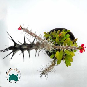 Euphorbia Milii Sukulent- Dikenler Tacı Kırmızı Büyük Boy(12cmlik saksıda)