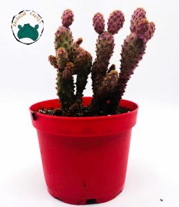 Opuntia Microdasys Pink Rufida Minima - Pembe Tavşan Kulağı