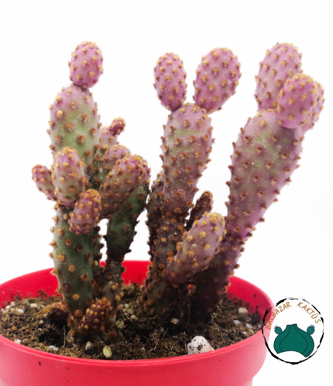 Opuntia Microdasys Pink Rufida Minima - Pembe Tavşan Kulağı