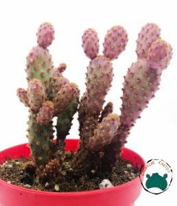 Opuntia Microdasys Pink Rufida Minima - Pembe Tavşan Kulağı