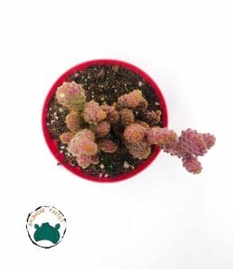 Opuntia Microdasys Pink Rufida Minima - Pembe Tavşan Kulağı