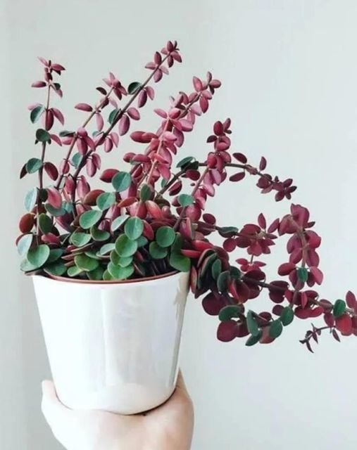 Peperomia Verticillata Red Sukulent Yaprak Altı Kırmızı Renkli