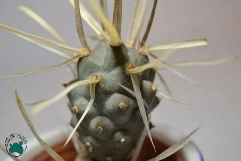 Tephrocactus Articulatus - Kağıt Kaktüs-Farklı Formlu Kaktüs