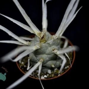 Tephrocactus Articulatus - Kağıt Kaktüs-Farklı Formlu Kaktüs