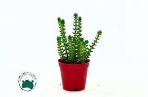 Crassula Tillaea Verde - Yosun Crassula Sukulent