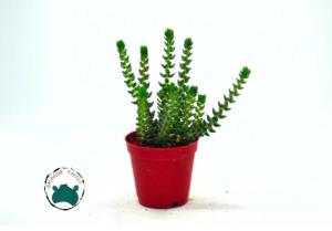 Crassula Tillaea Verde - Yosun Crassula Sukulent