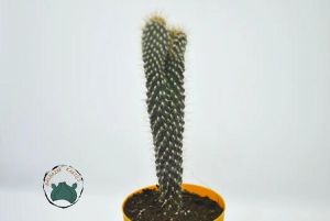 Cylindopuntia Fulgida - Çöl Kaktüsü (8,5cm saksıda)
