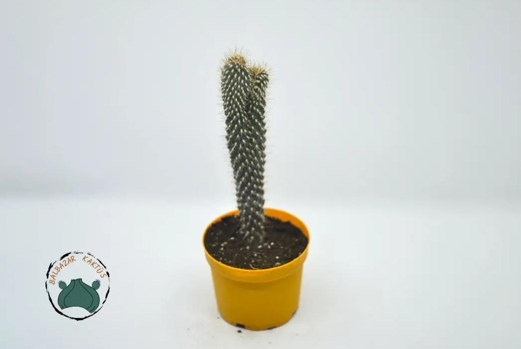 Cylindopuntia Fulgida - Çöl Kaktüsü (8,5cm saksıda)