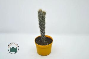 Cylindopuntia Fulgida - Çöl Kaktüsü (8,5cm saksıda)