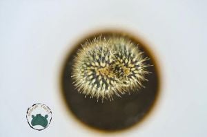 Cylindopuntia Fulgida - Çöl Kaktüsü (8,5cm saksıda)