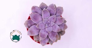 Graptoveria Superbum Pembe Lila Sukulent 8,5cmlik saksıda