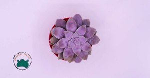 Graptoveria Superbum Pembe Lila Sukulent 8,5cmlik saksıda