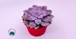 Graptoveria Superbum Pembe Lila Sukulent 8,5cmlik saksıda