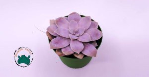 Graptoveria Superbum Pembe Lila Sukulent 8,5cmlik saksıda