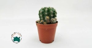 Echinopsis Oxygona - Kaynana Topuzu Kaktüsü - Bol Yavru Veren Kaktüs