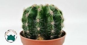 Echinopsis Oxygona - Kaynana Topuzu Kaktüsü - Bol Yavru Veren Kaktüs