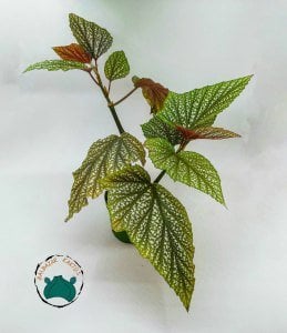 Begonia Argenteo Guttata - Çilli Begonya Tropik Bitki