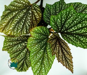 Begonia Argenteo Guttata - Çilli Begonya Tropik Bitki