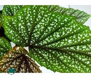 Begonia Argenteo Guttata - Çilli Begonya Tropik Bitki