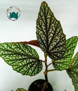 Begonia Argenteo Guttata - Çilli Begonya Tropik Bitki