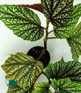 Begonia Argenteo Guttata - Çilli Begonya Tropik Bitki