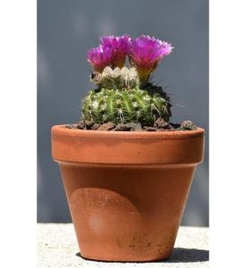 Notocactus Mammulosus  İri Sarı Pembe Çiçek Açan Özel Tür Kaktüs