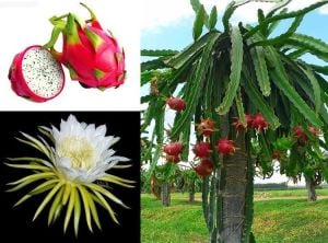 Pitaya Hylocereus Undatus Ejder Meyvesi Fidesi 45cm