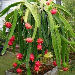 Pitaya Hylocereus Undatus Ejder Meyvesi Fidesi 45cm