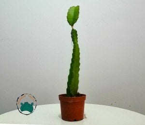 Pitaya Hylocereus Undatus Ejder Meyvesi Fidesi 45cm