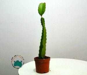 Pitaya Hylocereus Undatus Ejder Meyvesi Fidesi 45cm
