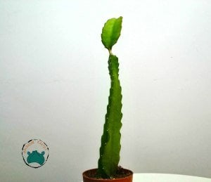 Pitaya Hylocereus Undatus Ejder Meyvesi Fidesi 45cm