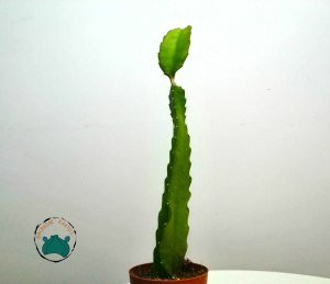 Pitaya Hylocereus Undatus Ejder Meyvesi Fidesi 45cm