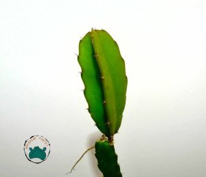 Pitaya Hylocereus Undatus Ejder Meyvesi Fidesi 45cm