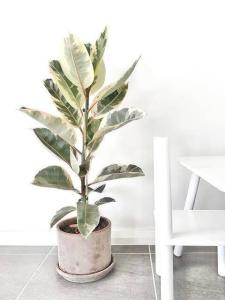 Ficus Elastica Tineke Alaca Yapraklı Kauçuk Ev Bitkisi 50cm Boy