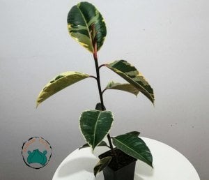 Ficus Elastica Tineke Alaca Yapraklı Kauçuk Ev Bitkisi 50cm Boy