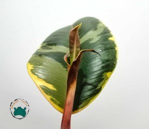 Ficus Elastica Tineke Alaca Yapraklı Kauçuk Ev Bitkisi 50cm Boy
