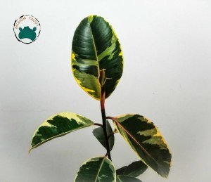 Ficus Elastica Tineke Alaca Yapraklı Kauçuk Ev Bitkisi 50cm Boy