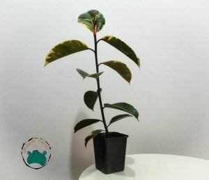 Ficus Elastica Tineke Alaca Yapraklı Kauçuk Ev Bitkisi 50cm Boy