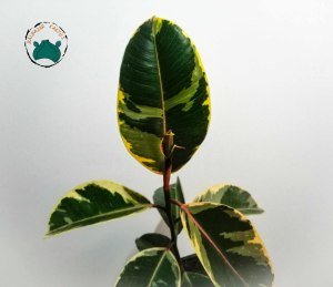 Ficus Elastica Tineke Alaca Yapraklı Kauçuk Ev Bitkisi 50cm Boy