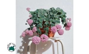 Sedum Sieboldii Sukulent Nadir Tür (8,5cmlik Saksı)